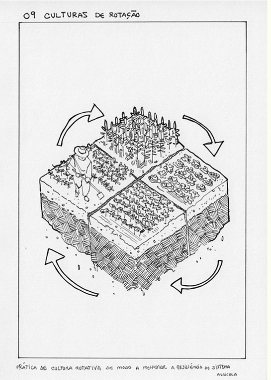 A diversificação de culturas de rotação é uma SBN que organiza a alternância de diferentes culturas ao longo do tempo nas mesmas parcelas, visando melhorar a saúde do solo e aumentar a resiliência do sistema agrícola.