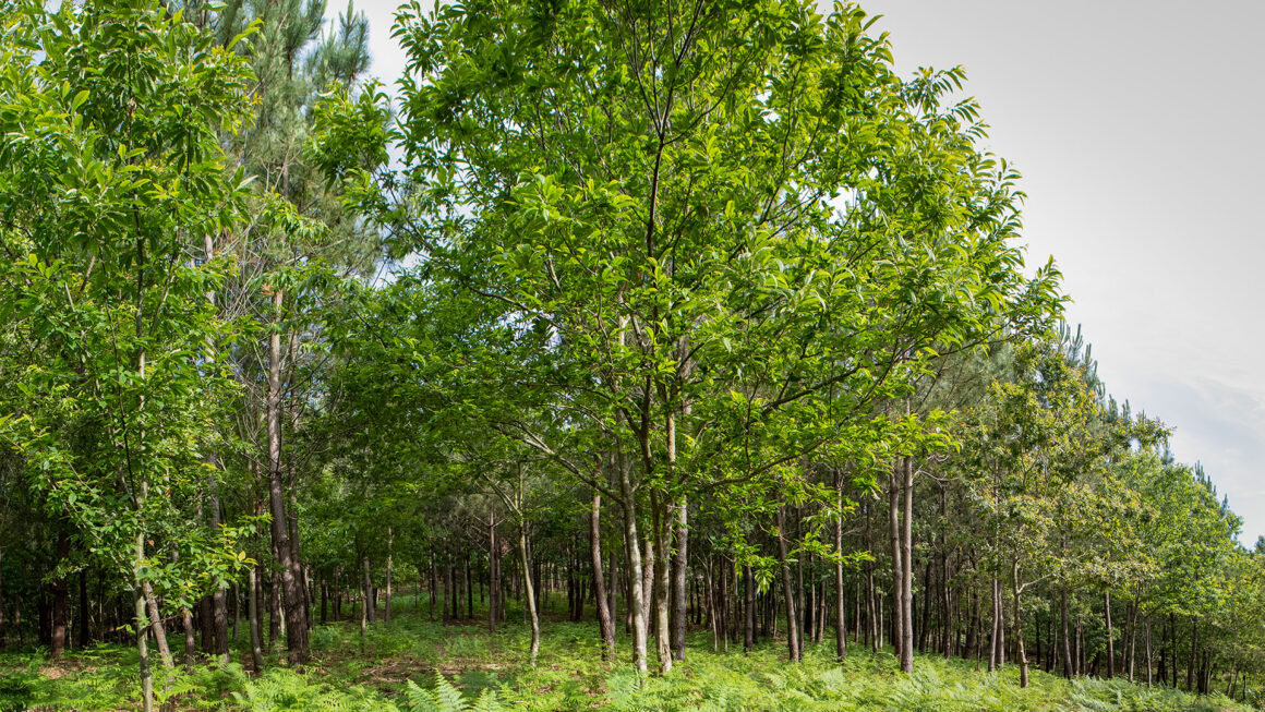 Recuperação florestal em Montes de Couso