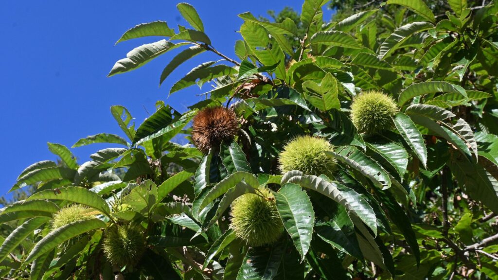 Gestão sustentável dos castanhais em Ancares