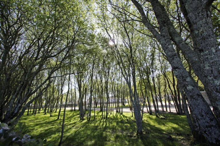 parque ecoloógico urbano viana do castelo